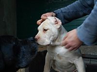 cucciolo cane corso bianco